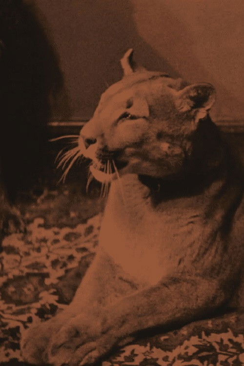 Bob from Höganäs (1930) poster