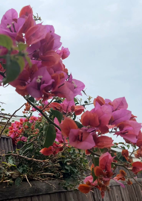 Scars Painted Over (2023) poster