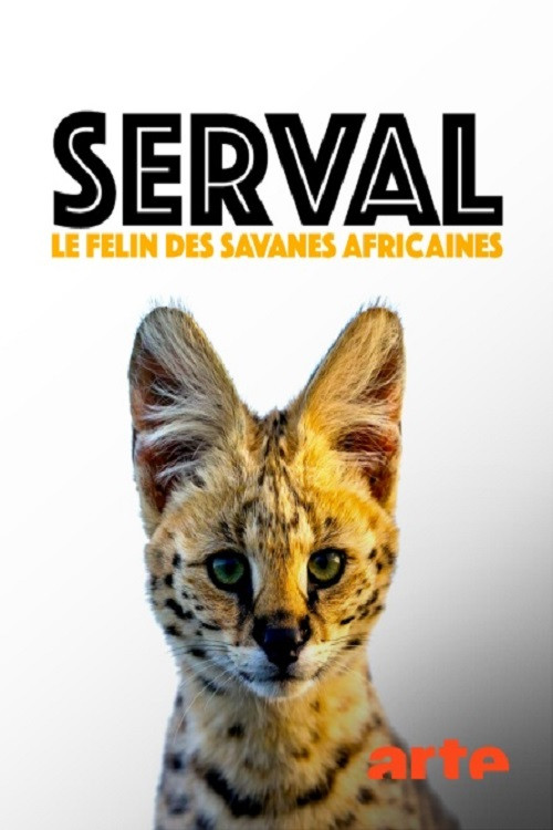 Servale - Afrikas unbekannte Katzen (2018) poster