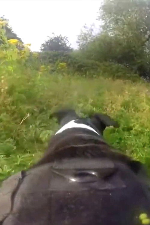 Pedigree (2018) poster