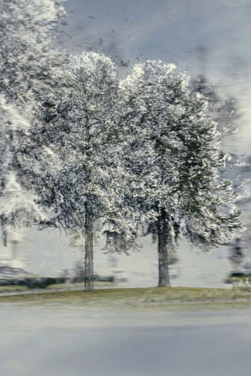 The Despair of the Monkeys (2022) poster