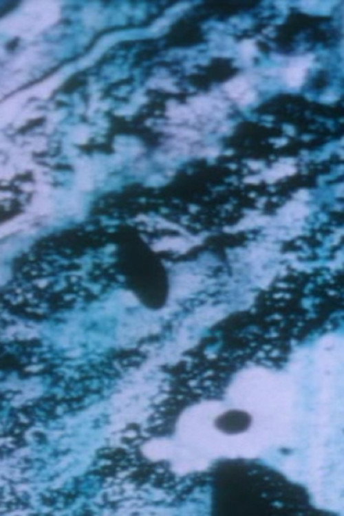 Anomalies of the Unconscious (2003) poster