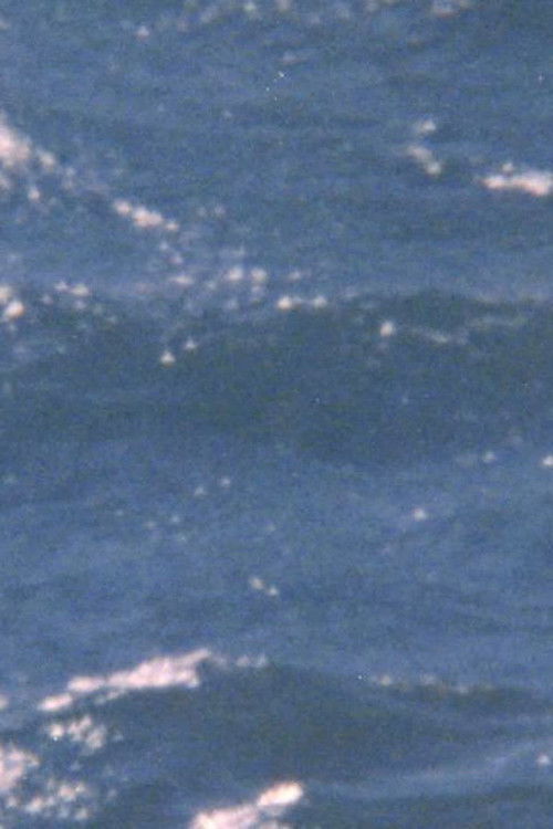 The possibility of being sea (2024) poster