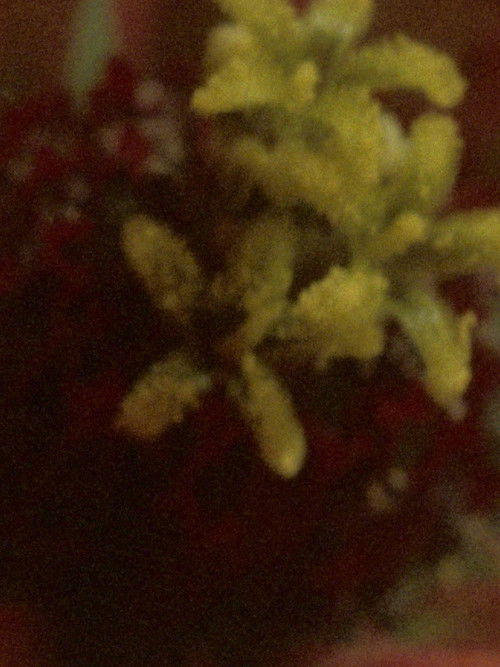 presentes impuros (la luz espesada) (2023) poster