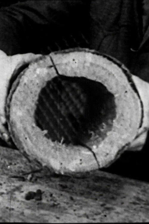 The Bird and Us (2016) poster