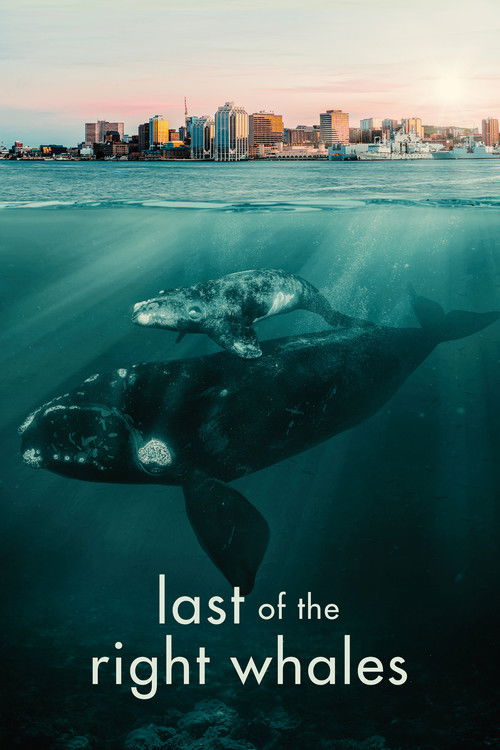 Last of the Right Whales (2021) poster
