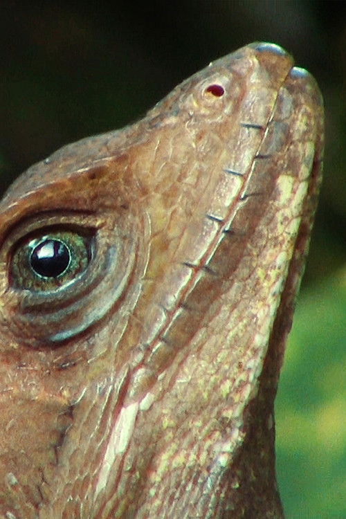 Lance Lizardi (2017) poster