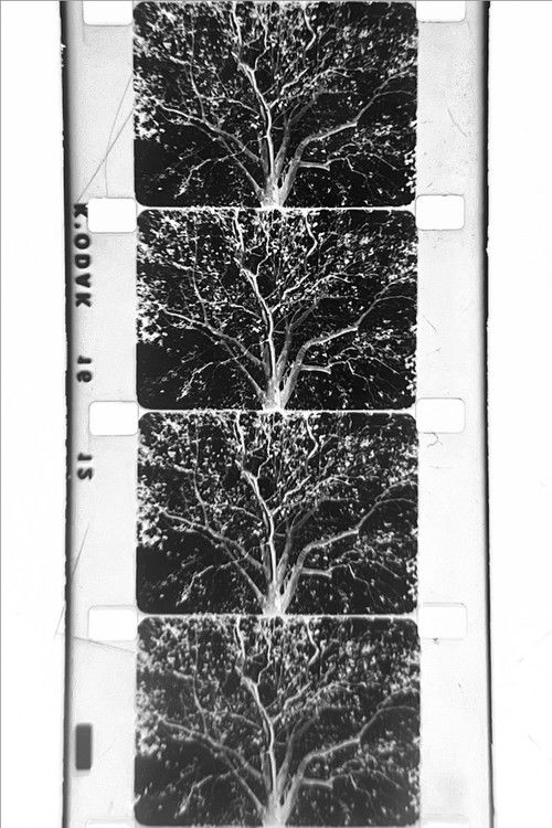 un arbre (2024) poster