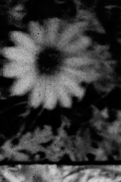 Petals and Feathers (2020) poster