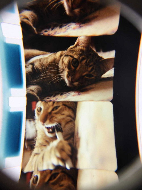 Bell & Howell (2018) poster