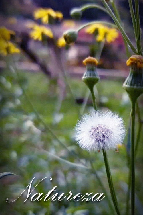 Natureza (2019) poster