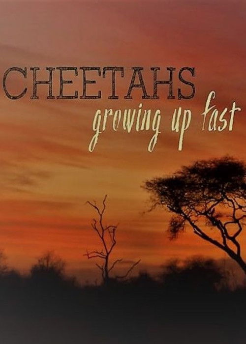Cheetahs: Growing Up Fast (2017) poster
