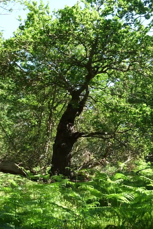 Arboreal (2021) poster