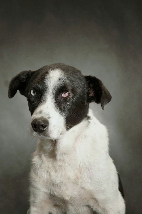 Lionel (2018) poster