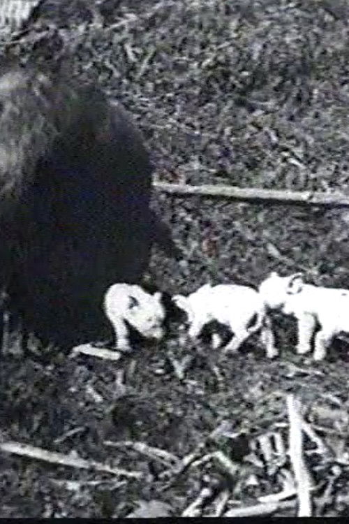 Mamma's Pets (1898) poster