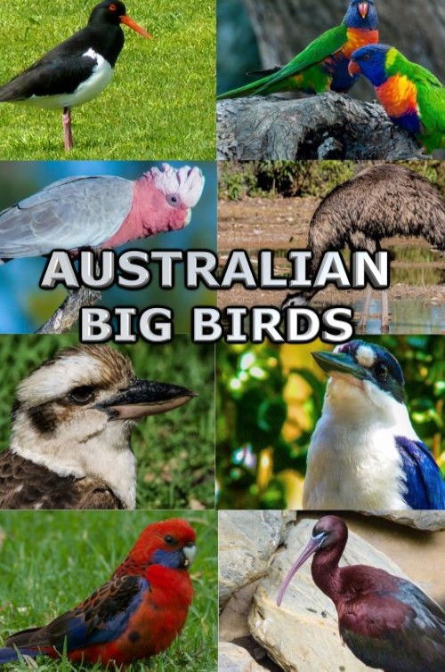 Australian Big Birds (2021) poster