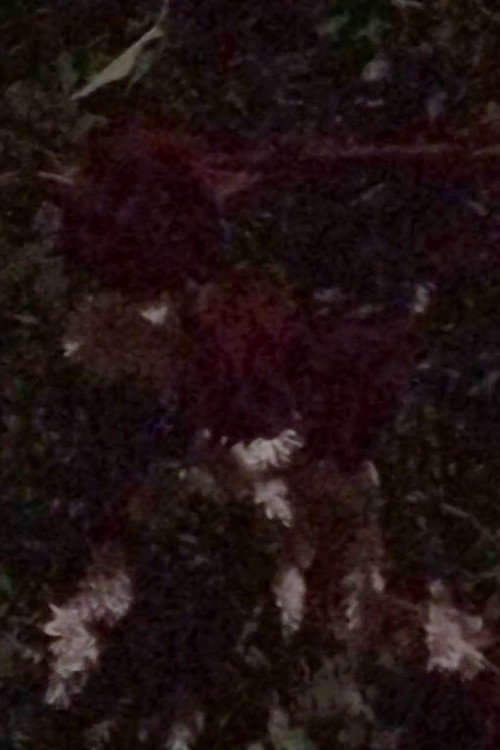 Samarcande poster