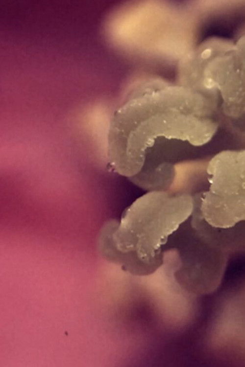 uchronia, no.1 (2021) poster