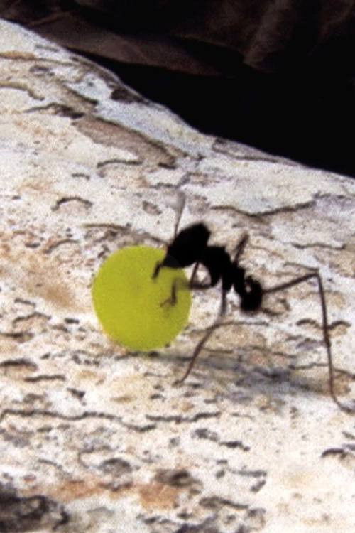 Quarta-Feira da Cinzas (2006) poster