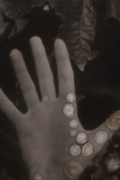 To Discipline a Rock #2 (2024) poster