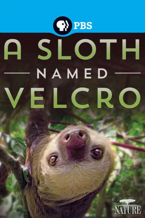A Sloth Named Velcro (2014) poster