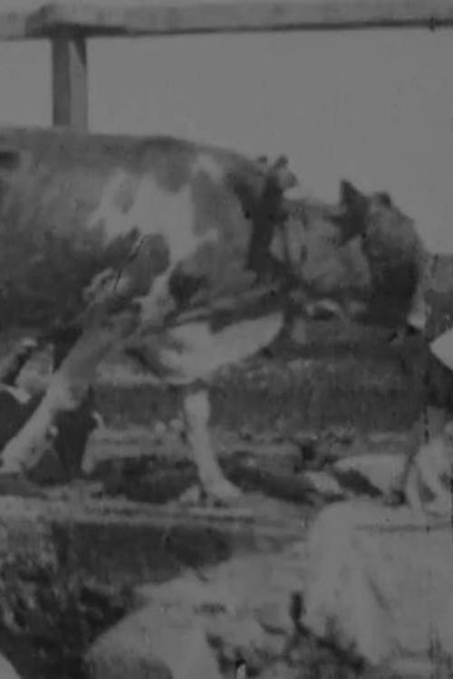 Egyptian Bullock-Pump Drawing Water (1897) poster