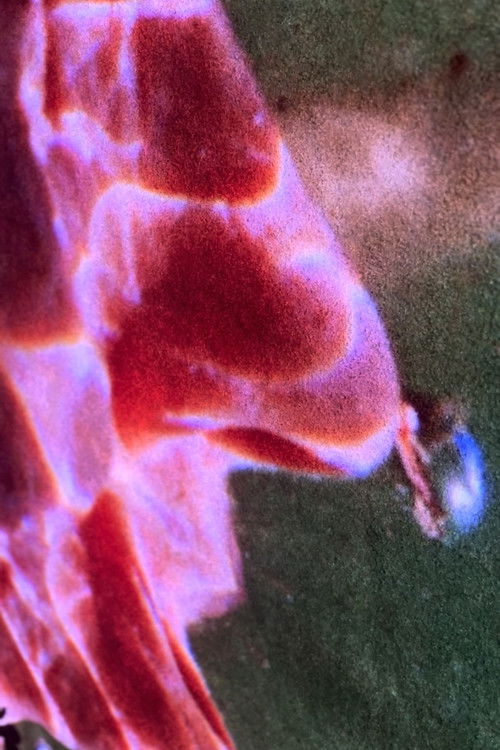 Welling Color Island West (2023) poster