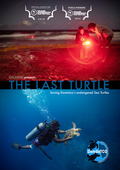 The Last Turtle (2019) poster