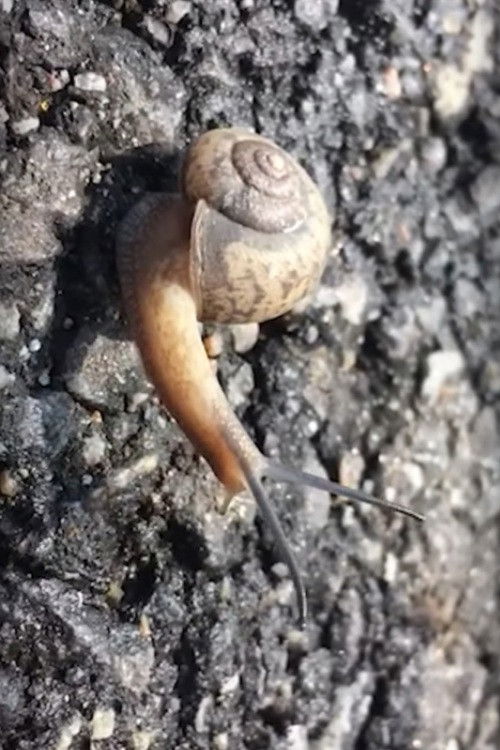 Hong Sangsoo – Winner of the Silver Bear for Best Screenplay (2021) poster