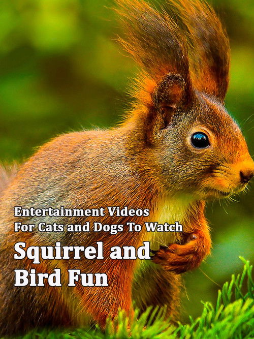 Squirrel and Bird Fun (2014) poster