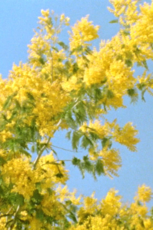 Mimosen im Wind (2017) poster
