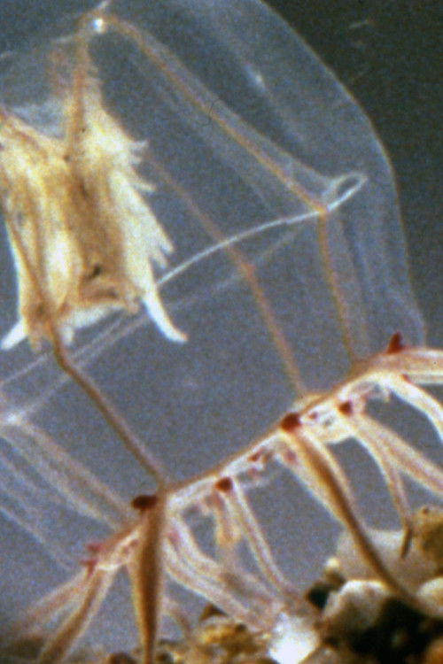 A Small Hydromedusan: Polyorchis Haplus (1970) poster