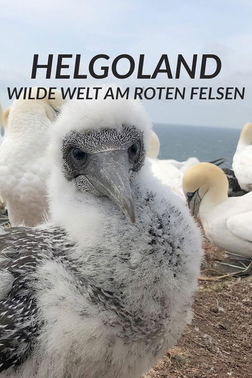 Helgoland - Wilde Welt am roten Felsen (2022) poster
