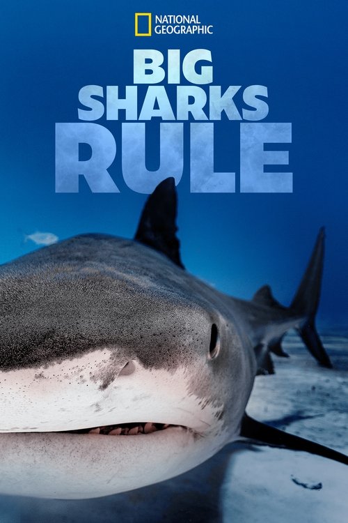 Big Sharks Rule (2018) poster