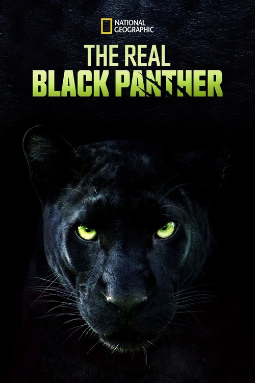 The Real Black Panther (2020) poster