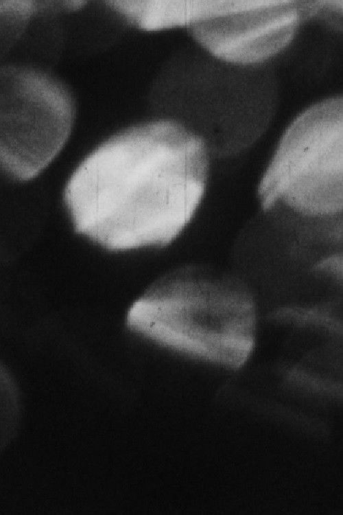 New Rose (1978) poster