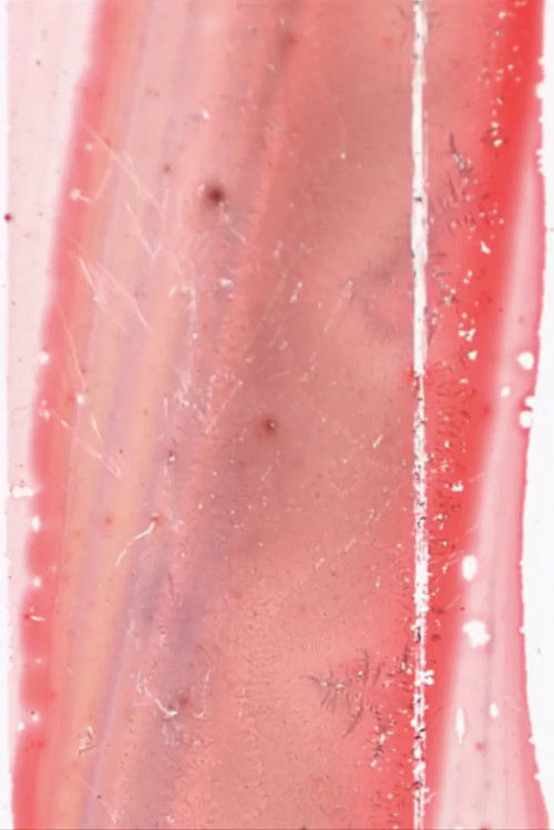 having-seen-snake (2016) poster