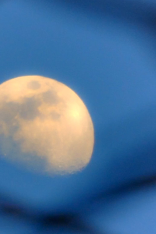 Moon Moss Wood Grain (2025) poster