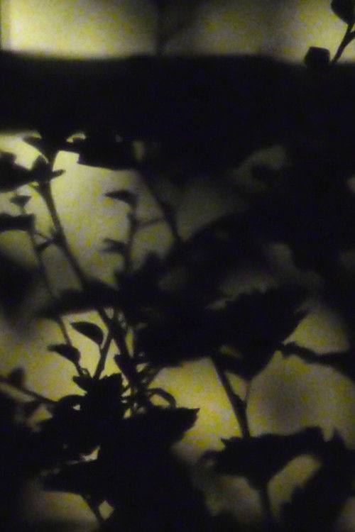 [D R E A M V A L L E Y] (2024) poster