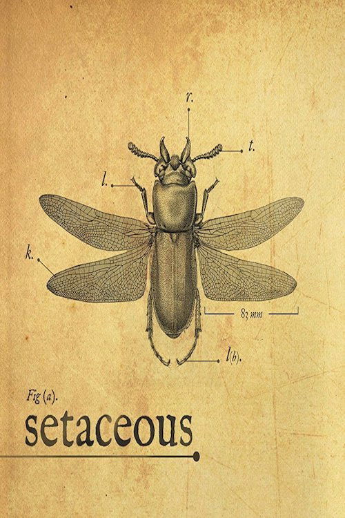 Setaceous (2017) poster