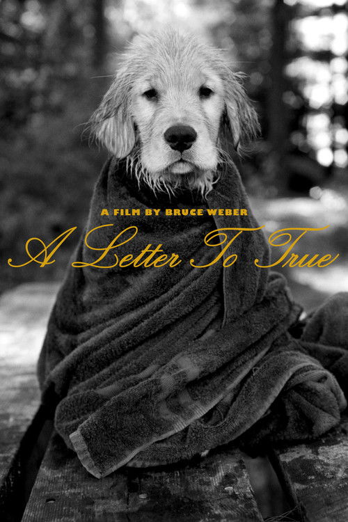 A Letter to True (2004) poster
