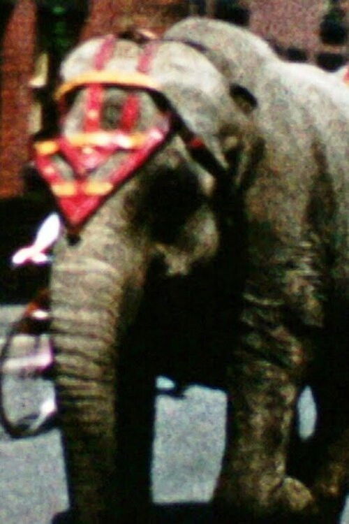 Alvey: Derbyshire Customs (1962) poster