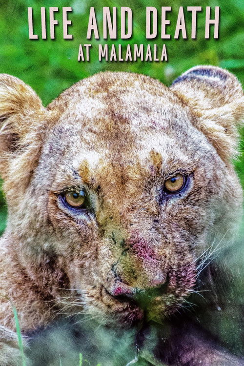 Life and Death at Mala Mala (2023) poster