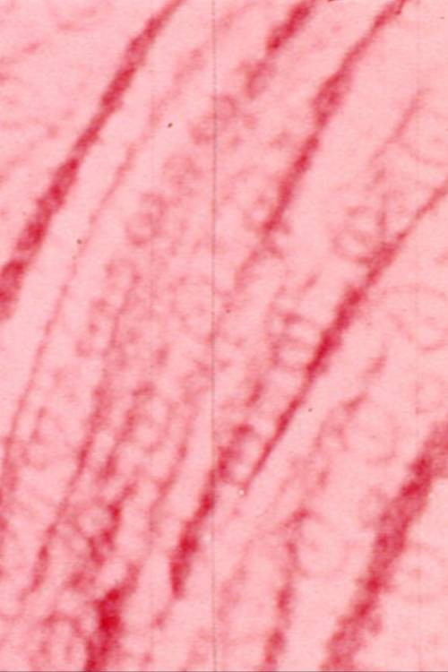 Film Print (1974) poster