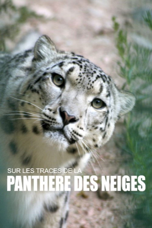 Sur les traces de la panthère des neiges (2018) poster
