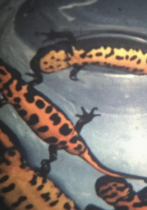 Newt Leaders (2020) poster