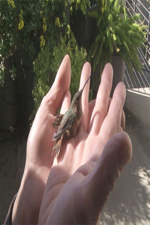 Birds in the Window (2020) poster