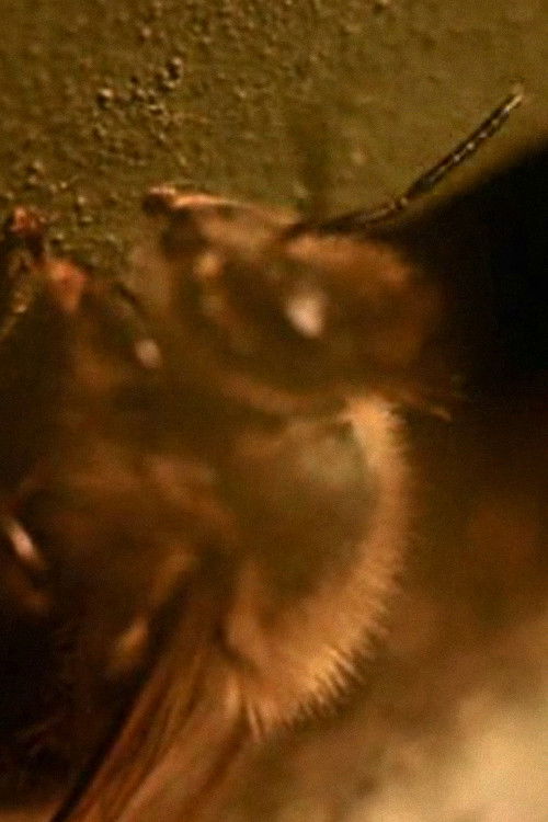 Sweet Rhythms (1965) poster