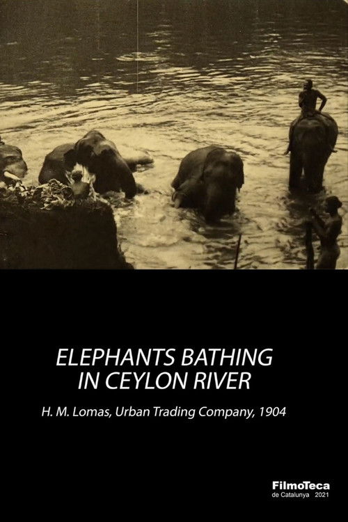 Elephants Bathing in Ceylon River (1904) poster