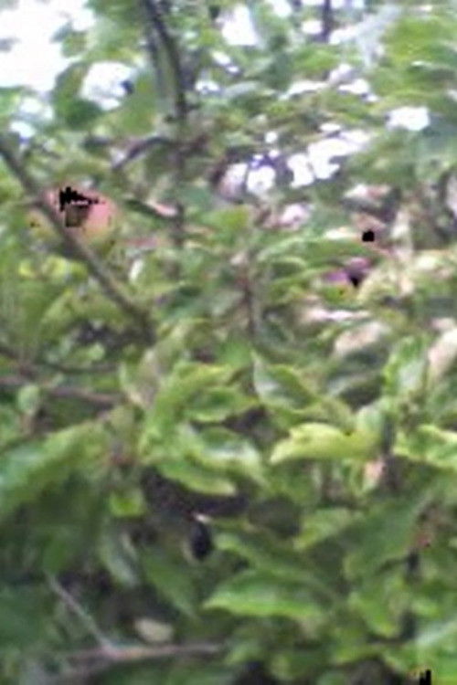 Corpus (2021) poster